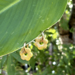 Flore d'Olympe - La N°75